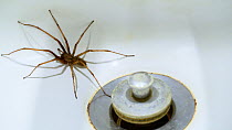 House spider (Tegenaria duelica) trapped in a washbasin in bathroom, Belgium, September.