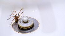 House spider (Tegenaria duelica) trapped in a washbasin in bathroom, Belgium, September.