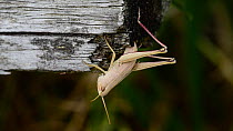 Female Large gold grasshopper (Chrysochraon dispar) laying eggs in wood, Belgium, September.