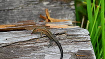 Juvenile Viviparous lizard (Zootoca vivipara) predating an insect on a log, Belgium, September.