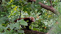 Red panda (Ailurus fulgens) walking over tree branch. Captive, native to the eastern Himalayas and southwestern China.
