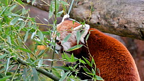 Red panda (Ailurus fulgens) eating bamboo leaves. Captive, native to the eastern Himalayas and southwestern China.