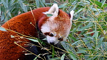Red panda (Ailurus fulgens) eating bamboo leaves. Captive, native to the eastern Himalayas and southwestern China.