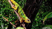 Panther chameleon (Furcifer pardalis) in tree, showing rotating eyes. Captive, native to Madagascar.