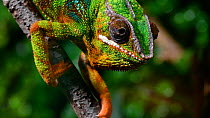 Panther chameleon (Furcifer pardalis) in tree, showing rotating eyes. Captive, native to Madagascar.