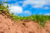 Ornate tailed digger wasp (Cerceris rybyensis) flying to nest burrow, Monmouthshire, Wales, UK, August.