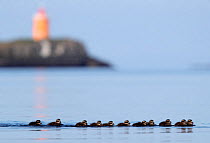 Common eider (Somateria mollissima) ducklings, Flatey, Iceland. June 2016. Winner of the Portfolio Award of the Terre Sauvage Nature Images Awards Competition 2017.