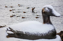 Eider ducks sculpture, with Common eider (Somateria mollissima) ducks on water in the background,  Straumen, Trondelag, Norway. February 2016.
