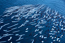 Common eider ducks (Somateria mollissima) flock on water with some diving, seen from a bridge, Straumne, Trondelag, Norway, January. Winner of the Portfolio Award of the Terre Sauvage Nature Images Aw...