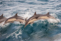 Long beaked common dolphin (Delphinus capensis) pod porpoising Baja California, Mexico.
