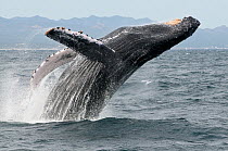 Humpback whale (Megaptera novaeangliae) breaching - leaping out of the water, Sea of Cortez, Baja California, Mexico