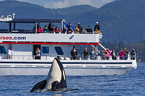 Killer whale (Orcinus orca) spy hopping, Salish Sea, near Vancouver Island, Canada.