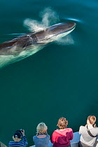 Aerial view of Fin whale (Balaenoptera physalus) surfacing and blowing with whale watchers. Sea of Cortez, Baja California, Mexico. Endangered Species