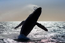Humpback whale (Megaptera novaeangliae) breaching, Baja California, Mexico