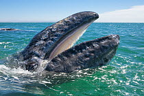 Grey whale (Eschrichtius robustus) at water surface with mouth open showing baleen plates, San Ignacio Lagoon, Baja California, Mexico