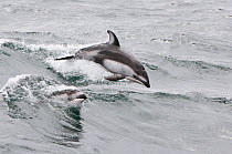 Pacific white sided dolphins (Lagenorhynchus obliquidens) porpoising in waves, Baja California, Mexico.