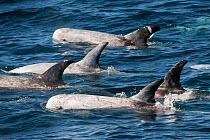 Pod of Risso Dolphin (Grampus griseus) at surface, Baja California, Mexico.