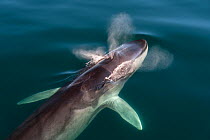 Fin whale (Balaenoptera physalus) surfacing and blowing. Sea of Cortez, Baja California, Mexico