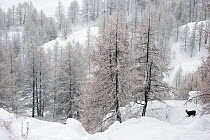 Alpine chamois (Rupicapra rupicapra rupicapra) in winter landscape with snow covered trees, Valsavarenche, Gran Paradiso National Park, Italy. January Highly commended in the Portfolio category of the...