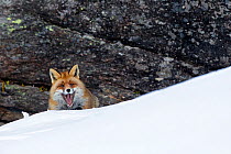 European red fox (Vulpes vulpes crucigera) in deep snow in front of steep rocks. Gran Paradiso National Park, Italy. December Highly commended in the Portfolio category of the Terre Sauvage Nature Ima...