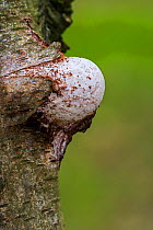Emerging fruiting body / basidiocarp of Birch polypore  (Piptoporus betulinus) bursting through birch tree bark, Belgium, August