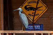White-faced heron / white-fronted heron (Egretta novaehollandiae) perched on porch of house, native to New Zealand and Australia, captive