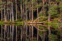 Scots pine trees (Pinus sylvestris) on the shore of Loch Garten, reflected in water, Abernethy Forest, remnant of the Caledonian Forest, Strathspey, Scotland, UK, May
