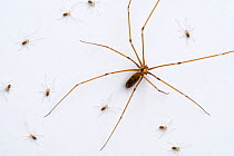 Longbodied cellar spider / skull spider (Pholcus phalangioides) female with spiderlings crawling on white wall, Belgium, August
