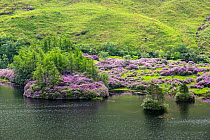 Common rhododendrons (Rhododendron ponticum) in flower along Loch Etive, invasive species in the Scottish Highlands, Scotland, UK, May