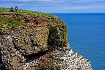 Birders at sea cliff top, home of seabird colony in breeding season in spring,  Fowlsheugh Coastal Nature Reserve, Kincardineshire, Scotland, UK, May