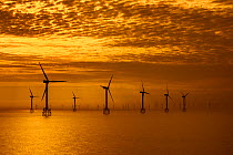 Wind turbines of the Thorntonbank Wind Farm, offshore windfarm off the Belgian coast in the North Sea at sunset
