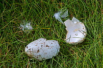 Predated egg shells of Razorbill (Alca torda) broken and eaten by Herring gull or Great skua, Fowlsheugh, Scotland, UK, May