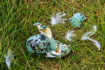 Predated egg shells of Common murre / guillemot (Uria aalge) broken and eaten by Herring gull or Great skua, Fowlsheugh, Scotland, UK, May