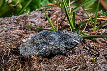 Short-eared owl (Asio flammeus) regurgitated pellet containing the remains of birds and mice, Scotland, UK, May