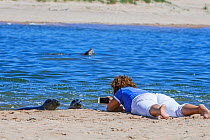 Woman lying on her belly on the beach and taking pictures with smartphone of curious Grey seals (Halichoerus grypus) Ythan Estuary, Sands of Forvie at Newburgh, Scotland, UK, May