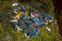 Dead Great tit (Parus major) chicks in nestbox starved to death after parents abandoned nest, UK, May