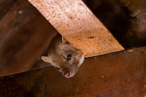 Beech marten  (Martes foina) foraging on beams in ceiling of attic, Germany, captive