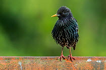 Common starling / European starling (Sturnus vulgaris) male perched on roof tile of house