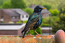 Common starling / European starling (Sturnus vulgaris) male perched on roof tile of house, digital composite