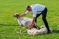 Man shearing the woollen fleece of a white sheep with power-driven toothed blade cutter, Ghent, Belgium. Sequence 1 of 3