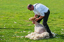 Man shearing the woollen fleece of a white sheep with power-driven toothed blade cutter. Ghent, Belgium. Sequence 2 of 3.