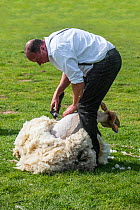 Man shearing the woollen fleece of a white sheep with power-driven toothed blade cutter. Ghent, Belgium. Sequence 1 of 3