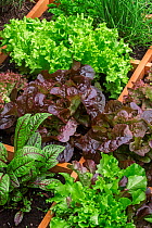 Square foot garden showing different species of lettuce, herbs and vegetables in wooden box, April