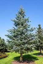 Blue Cloak Colorado white-fir (Abies concolor), native to western North America, April