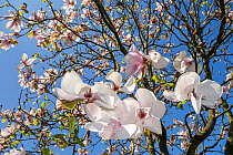 Magnolia (Magnolia sp) flowers in spring, in garden.