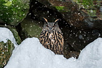 Eurasian eagle owl (Bubo bubo) sitting on rock ledge in cliff face during snow shower in winter, Bavarian Forest, Germany, captive, January
