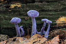 Amethyst deceiver (Laccaria amethystina) mushrooms in autumn forest, Belgium, September