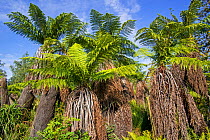 Soft tree ferns / Man ferns (Dicksonia antarctica) evergreen tree fern native to eastern Australia