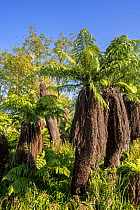 Soft tree ferns / Man ferns (Dicksonia antarctica) evergreen tree fern native to eastern Australia