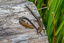 Two young viviparous lizards / Common lizard (Zootoca vivipara / Lacerta vivipara) juveniles sunning on log in summer, Belgium, September